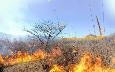 Incendios forestales activan alertas en Veracruz