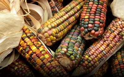 Diputados analizarán iniciativa sobre maíces nativos