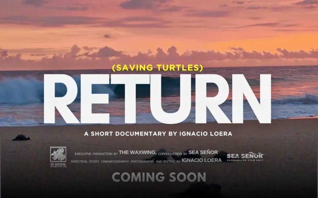 Presentan el documental “Return: Salvando a las Tortugas”